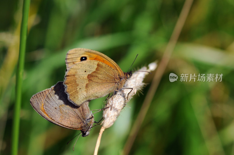 草甸布朗 （马尼奥拉蒙古包） _ 格罗斯奥赫塞瑙格